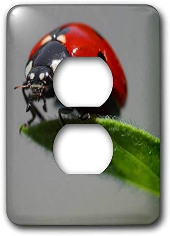 3dRose Taiche Photography-Böcekler Uğur Böceği - 2 priz kapağı (lsp_21324_6)